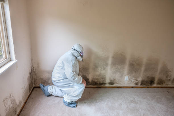 Mold Documentation for Insurance Claims in Parkland, WA